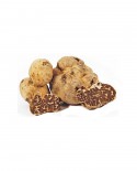 Tartufo Bianchetto Fresco - dal 15 Gennaio al 15 Aprile - 1000g - medio - Tuber Borchii Vitt. - Tartufi Alfonso Fortunati