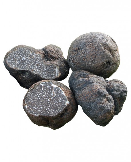 Tartufo Nero Liscio Fresco - dal 1 Ottobre al 31 Dicembre - 500g - medio - Tuber Macrosporum Vitt. - Tartufi Alfonso Fortunati